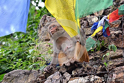 Monkey playing with Buddhist prayer flag Stock Photo