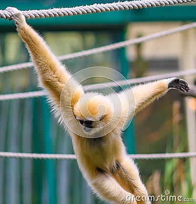 Monkey Stock Photo