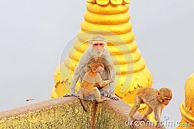 Monkey in Popa Taungkalat Shrine, Mount Popa, Myanmar Stock Photo