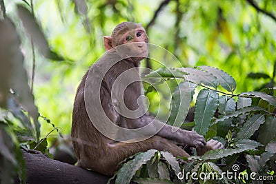 Young monkey also know as the Rhesus Macaque sitting under the tree in a playful mood Stock Photo