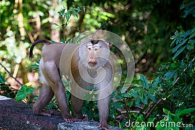 Monkey posing Stock Photo