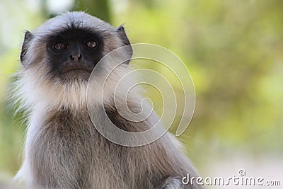 Monkey posing over to lens Stock Photo