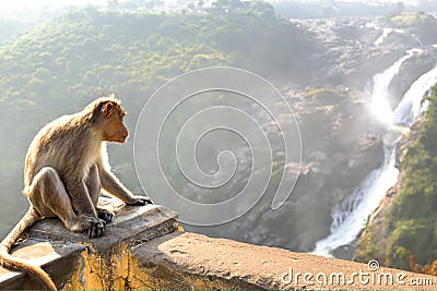 Monkey posing on Shimsa falls, India Stock Photo