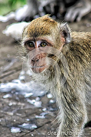 Monkey primates indonesia Stock Photo