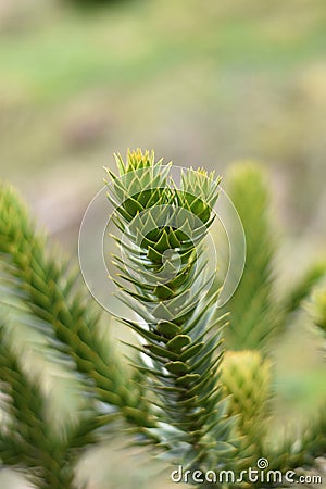 Monkey Puzzle Tree (Araucaria araucana) Stock Photo