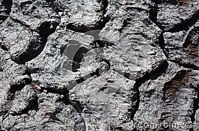 Monkey puzzle tree bark close up Araucaria Araucana, in Villarrica National Park, Chile Stock Photo