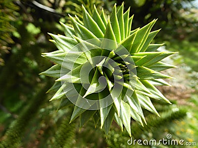 Monkey puzzle tree branch spikey leaves Stock Photo