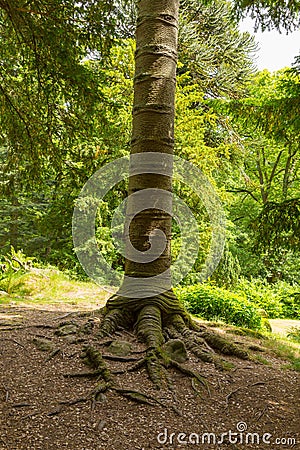 Monkey puzzle tree stump from walk to Aira Force waterfall Ullswater Valley Lake District Cumbria England UK Stock Photo