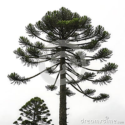 Monkey puzzle tree with unique angular branches and spiky green foliage, standing tall with a clear white background, showcasing Stock Photo