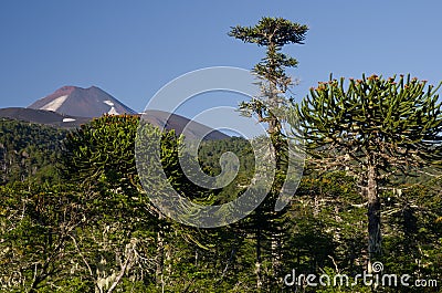 Monkey puzzle trees and Llaima volcano in the background. Stock Photo