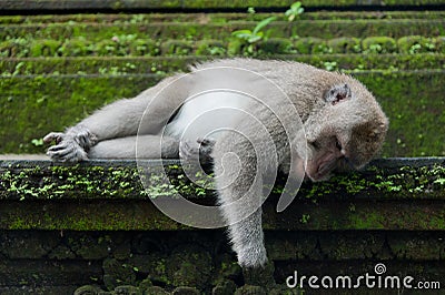 Monkey rest on the stone Stock Photo