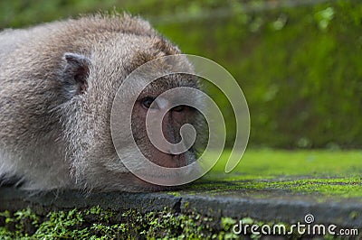 Monkey rest on the stone - closeup portrait Stock Photo