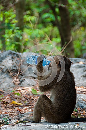 Monkey Rhesus Macaque drinking from a water bottle Stock Photo