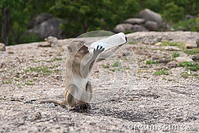 Monkey Rhesus Macaque drinking from a water bottle in Thailand A Stock Photo