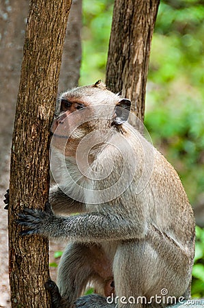 Monkey Rhesus Macaque holding a tree Stock Photo