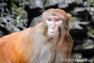 Monkey, Rhesus Macaque, Old World monkey, China Stock Photo