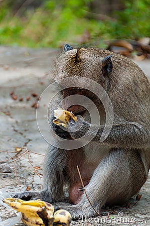 Monkey Rhesus Macaque sitting and eating a banana Stock Photo