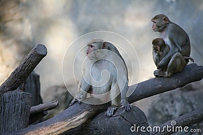 Monkey / Rhesus Macaque Stock Photo