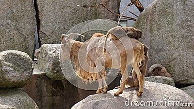 Monkey riding on goat hill scenery Stock Photo