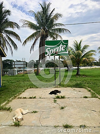 Monkey River Town, Belize - May 28th, 2018: two stray dogs lay o Editorial Stock Photo