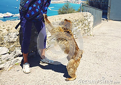 Monkey robs a tourist and grabbing a backpack in search of food. Gibraltar, United Kingdom Stock Photo