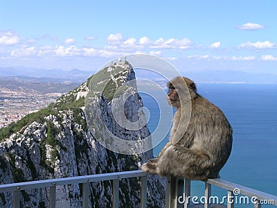 Monkey at the Rock of Gibraltar Stock Photo