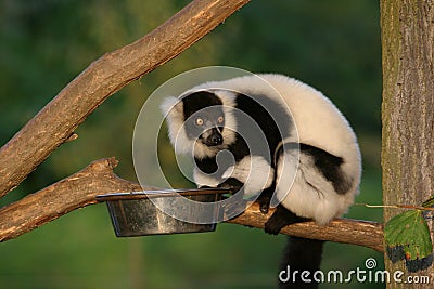 monkey Ruffed Lemur Stock Photo