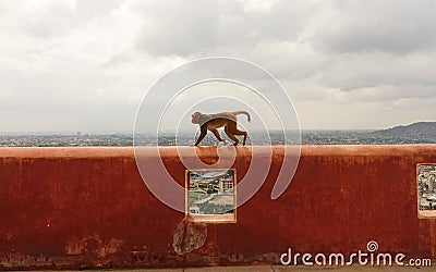 The monkey runs along the wall of the ancient Hindu building in India - Reddish monkey in the wildlife. Playful monkey in a asian Stock Photo