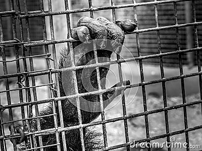 Monkey`s hand holding the metal bars Stock Photo