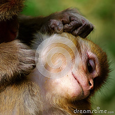 Monkey's toilet Stock Photo