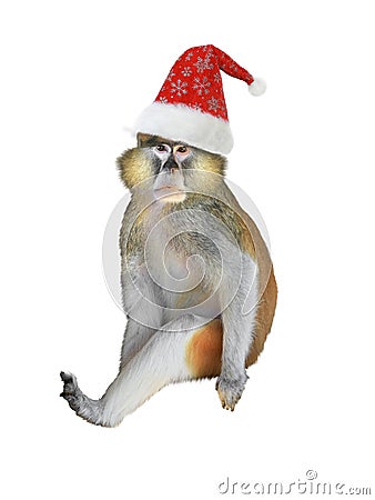 Monkey in santa claus hat isolated on white Stock Photo