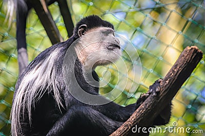 Monkey in Serengeti Park Editorial Stock Photo