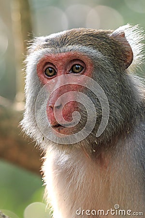 Monkey in Shoushan, Monkey Mountain in Kaohsiung city, Taiwan Stock Photo