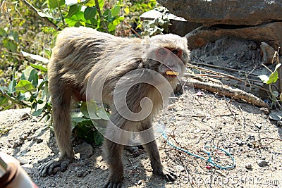 Monkey or simians standing Stock Photo