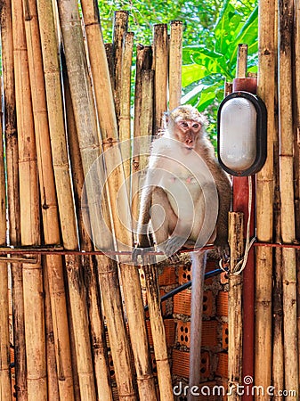 Monkey sits on bamboo fence Stock Photo
