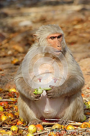 Monkey sits and eats fruit, India. Stock Photo