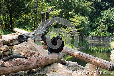 The monkey sits on a log Stock Photo