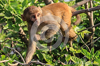 The monkey sits on a tree branch. Stock Photo