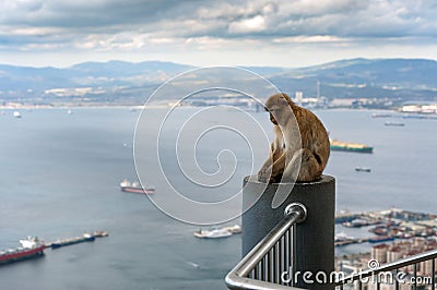 Monkey is sitting on balcony and looking at bay of Gibraltar Stock Photo
