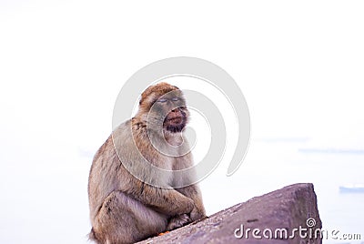 Monkey sitting on cliff overlooking Gibraltar sleeping. Stock Photo