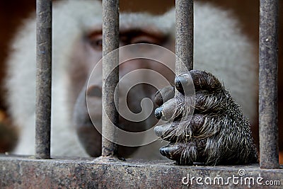 A monkey sitting inside a cage and holding the grid. Stock Photo