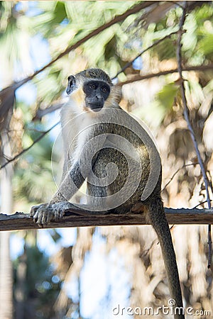 Beautiful monkey is sitting on the lookout in a tree in a village in the gambia Stock Photo