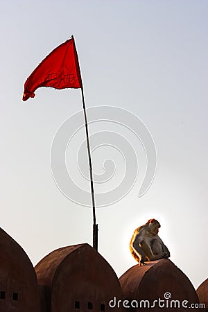 Monkey sitting near a red flag on the walls of the fort city of Jaipur Editorial Stock Photo