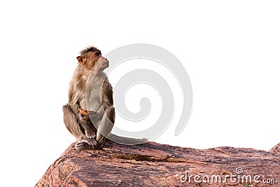 Monkey sitting on the rock Stock Photo