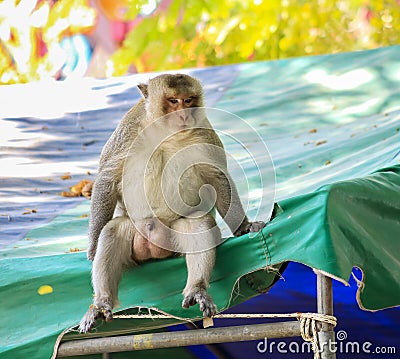 The monkey is sitting, showed the genitals Stock Photo