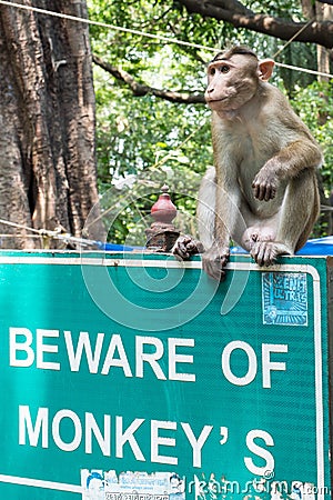 Monkey Sitting on Sign, Elephanta Island Editorial Stock Photo