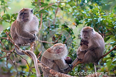 Monkey is sitting on a tree Stock Photo