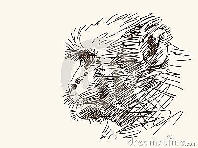 Monkey sketch Vector Illustration