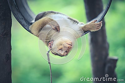 Monkey sleeping on barrel in the park Stock Photo