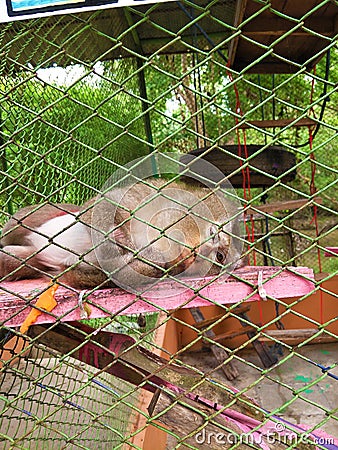 Monkey is sleeping in the enclosure Stock Photo